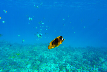 Fototapeta na wymiar coral reef and fish for banner background