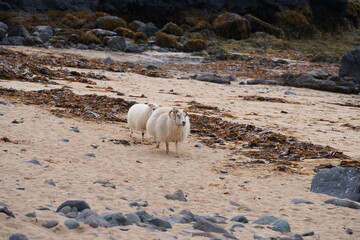 A pair of sheep walking on a beach