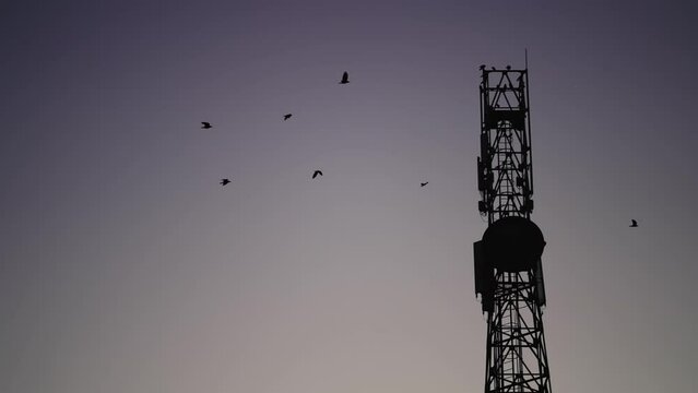 Birds flock fly at sunset, sunrise near telecommunication antenna tower, slow motion