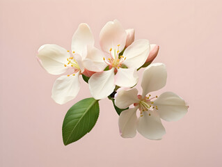 Apple flower in studio background, single apple flower, Beautiful flower, ai generated image