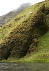 A sheep on a grassy hill with a river at the bottom is grazing 
