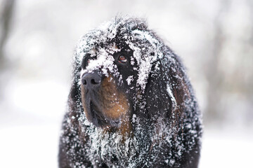 The portrait of a cute black and tan Tibetan Mastiff dog posing outdoors with a snowy muzzle in winter
