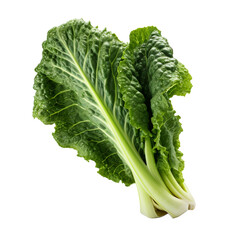 Escarole isolated on transparent background