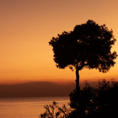 Arbol al atardecer