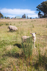 Obraz na płótnie Canvas Lambs in pasture