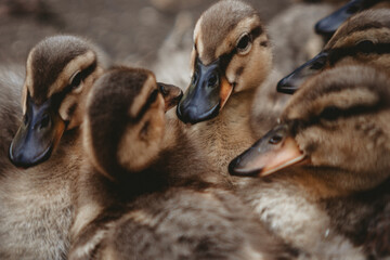 Young Duckings