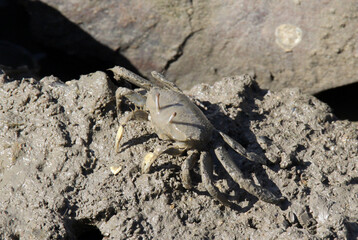 Sentinel crab crustacean animal crawling through the mud in the mangroves
