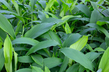Green leaves of turmeric plant