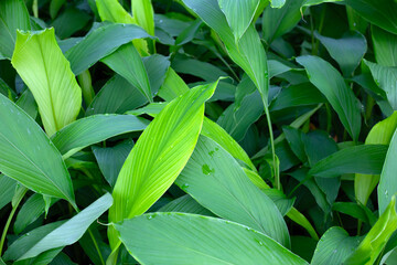 Green leaves of turmeric plant