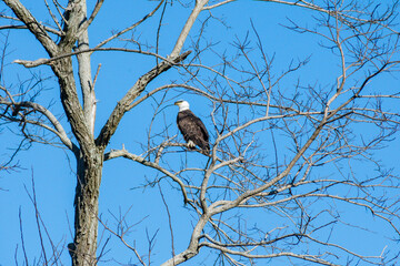 Tappahannock, Virginia, USA - A bald eagle in a tree