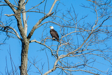 Tappahannock, Virginia, USA - A bald eagle perched up in a tree 