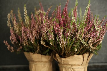 Beautiful heather flowers in pots on dark grey background, closeup
