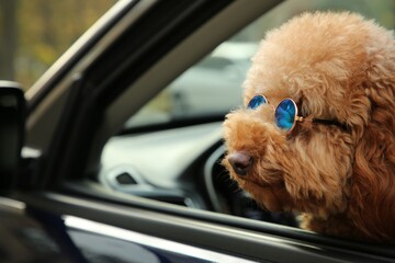 Cute dog in sunglasses inside black car, view from outside