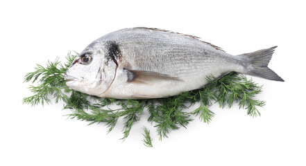 Raw dorado fish and dill isolated on white