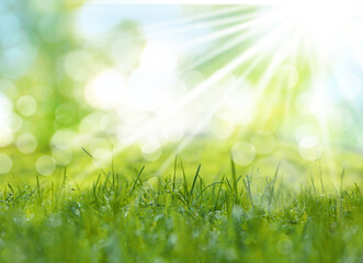 Obraz premium Vibrant green grass outdoors on sunny day