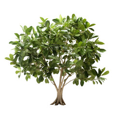 Ficus altissima isolated on transparent background
