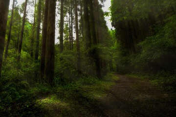 Walking trail through the forest Yakushima island