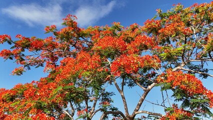 In December, the red flowers bloom very beautifully.