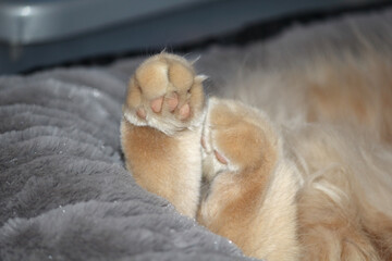 Close up of a sleeping ginger cat's paws