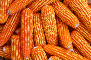 organic grain yellow corn seed or maize and dry corn cob background.