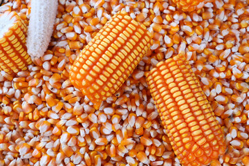 organic grain yellow corn seed or maize and dry corn cob background.