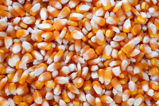 organic grain yellow corn seed or maize and dry corn cob background.