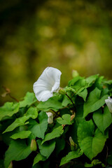 Biały kwiat na tle zielonych liści - obrazy, fototapety, plakaty