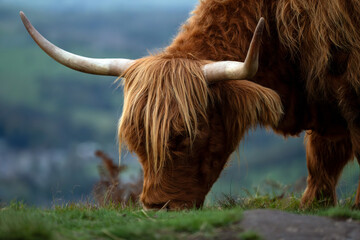 Włochata, szkocka krowa, jedząca trawę na pastwisku 