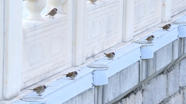 sparrow birds standing in a row, seemingly discussing something