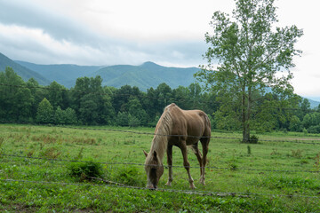 a lone domesticated horse grazes in a valley's grass field near a wire fence that spans the roadside perimeter of a livestock ranch property