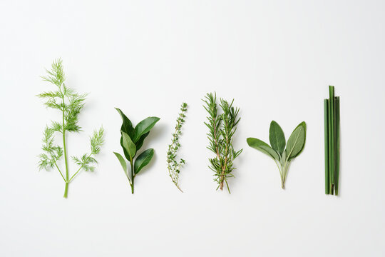 ハーブ　herb フレッシュハーブ　freshherbs