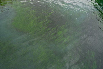 crystal clear water with vegitation growing below it