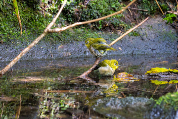 two bathing birds in the wood of hokkaido japan