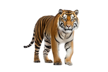 tiger on isolated transparent background