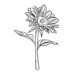 sunflower handdrawn illustration