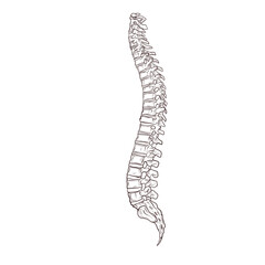 human backbone handdrawn illustration