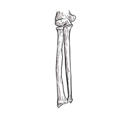 human hand bones handdrawn illustration