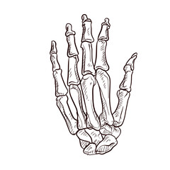 human hand bones handdrawn illustration