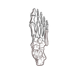 human foot bones handdrawn illustration