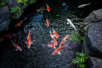 large koi fish in a pond at a local temple in tokyo japan