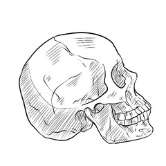human skull handdrawn illustration