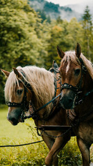 Obraz premium Horses in the field