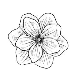 Fototapeta premium flower handdrawn illustration