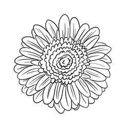 flower handdrawn illustration