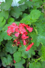 Blooming red geranium or cranesbills in the garden,