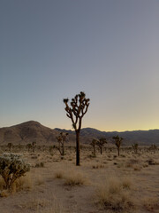 Fototapeta premium tree in the desert