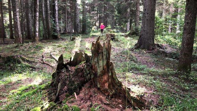 An old rotten stump. A girl in a red jacket walking through an ancient forest on a sunny day