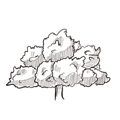 oak tree handdrawn illustration