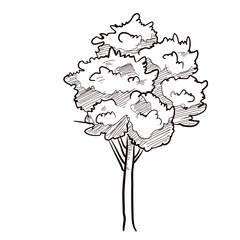 oak tree handdrawn illustration