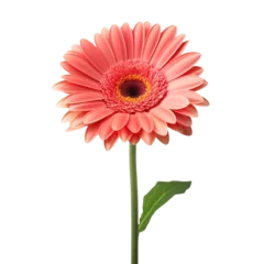 Foto op Canvas Gerbera Daisy flower isolated on transparent background © Tohamina